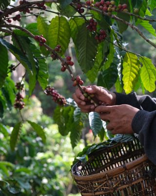 Coffee farmer explaining the roasting process during a Medellin coffee tour.