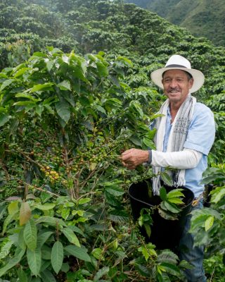 Coffee farmer demonstrating picking methods on a Medellin coffee tour.