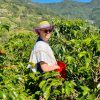 Traveler picking ripe coffee cherries during a Medellin coffee experience.